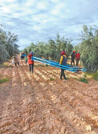 一场雨救千万人！突尼斯橄榄油狂收50万吨